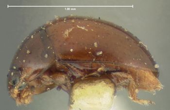 Media type: image;   Entomology 24539 Aspect: habitus lateral view